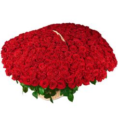 Композиция из 301 розы 